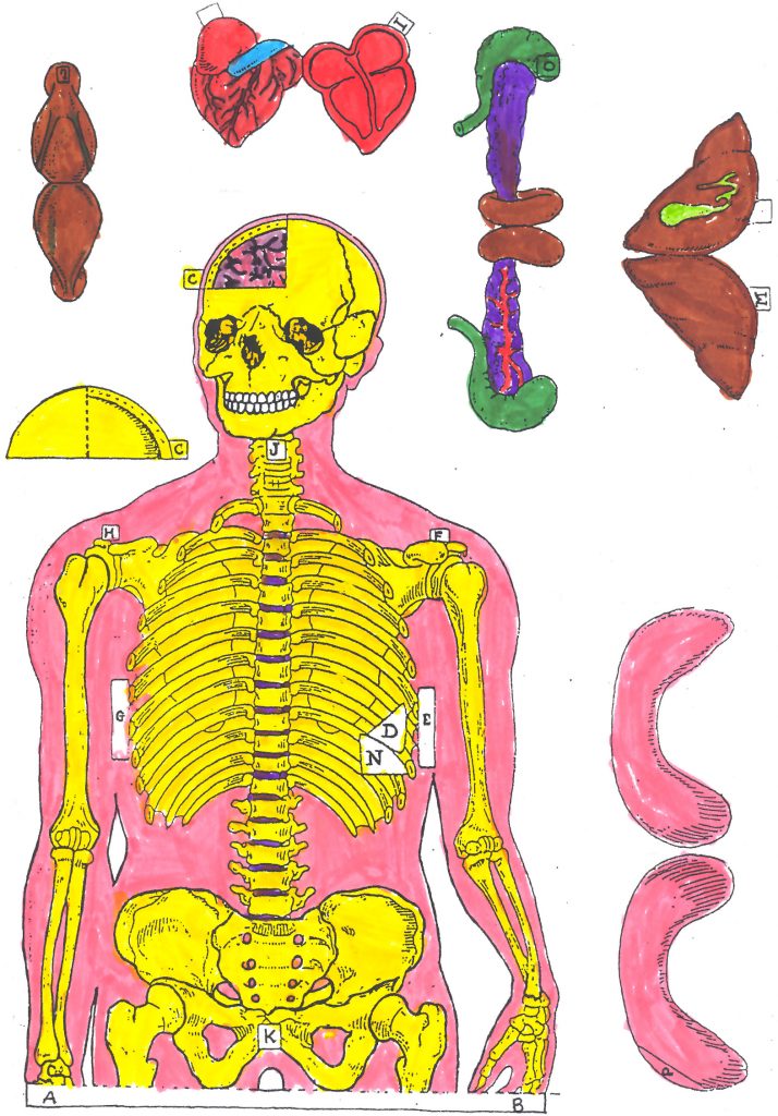 Recortable del cuerpo humano - Actiludis